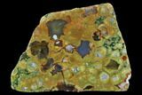 Polished Rainforest Jasper (Rhyolite) Section - Australia #130409-1